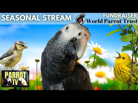 Springtime Birbs | Uplifting Music Mix & Nature Sounds for Birds | Parrot TV for Your Bird Room🌸