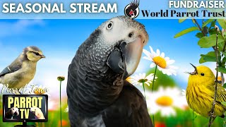 Springtime Birbs | Uplifting Music Mix &amp; Nature Sounds for Birds | Parrot TV for Your Bird Room🌸