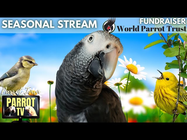 Springtime Birbs | Uplifting Music Mix & Nature Sounds for Birds | Parrot TV for Your Bird Room🌸 class=