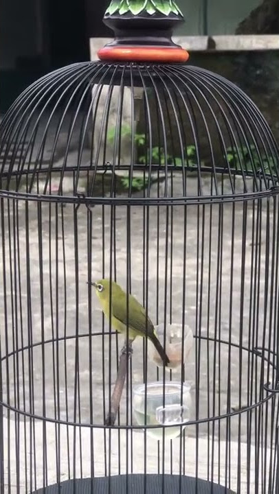 Replika Killer Full ngawett