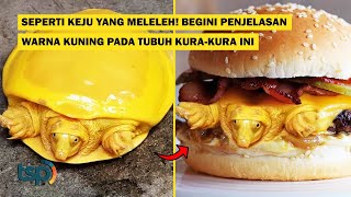 [ENG SUB] Like Melted Cheese : Here’s Why This Turtle’s Body is Yellow screenshot 5