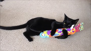 Charlie Demonstrates the Petstages Madcap Crunch & Wrestle Catnip Fish Toy
