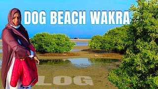 Dog beach wakra | malayalam vlog |  qatar malayalam vlog| Minuzworld