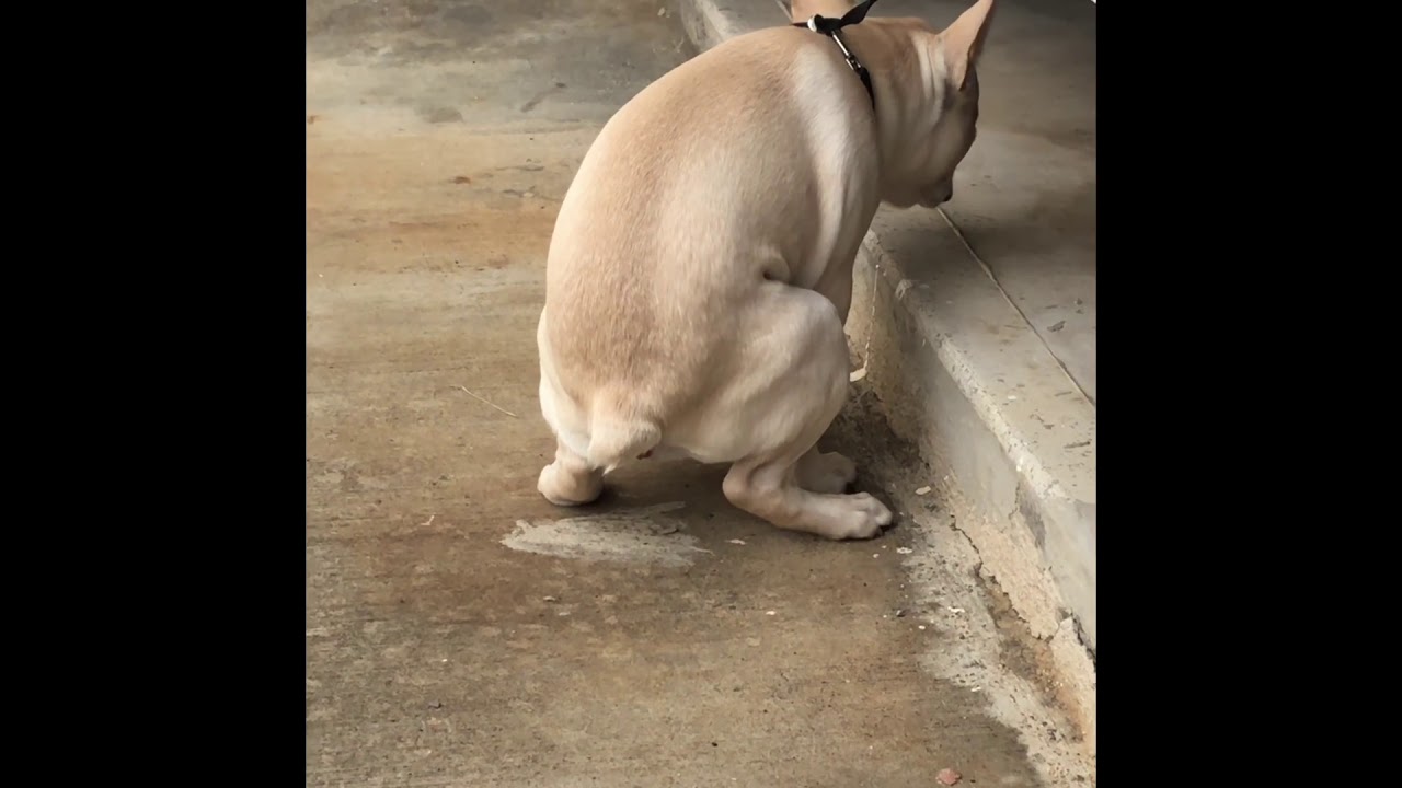 Dog peeing and pooping day 3 YouTube