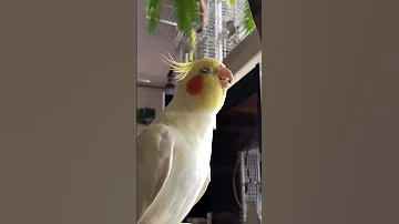 طائر الكروان أو الكوكتيل Short 