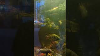 Nile tilapia