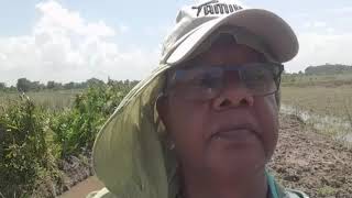 Fishing In Suriname Nickerie