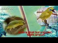 Suara Pikat Burung Pleci Dijamin Jos Pleci Liar Cepat Turun Mp3 - Mp4 Download