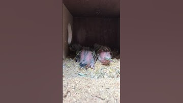 Baby Budgies in nest box three #breeding #budgerigar #budgies 2025