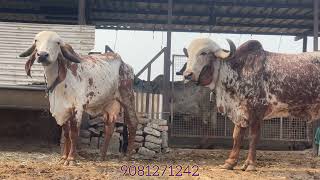 One of the best Gir cow collection of Jamna Gir Gaushala Surat | 9081271242 | Gujarat Gir cows