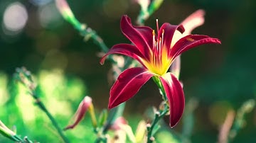 / فائما أن كان من المقربين /مقطع قران قصير تلاوة خاشعة من روائع الشيخ عبدالرحمن السديس