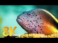 Red Sea Inhabitants 8K - Close-up Views of Incredible Undersea Creatures + Soothing Music - Part #2