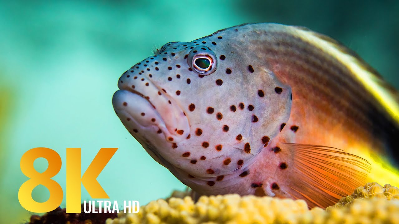 Red Sea Inhabitants 8K - Close-up Views of Incredible Undersea Creatures   Soothing Music - Part  2