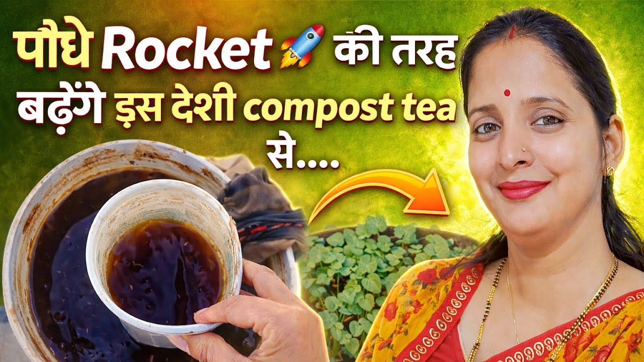 कम खाद से बनाया देसी Compost Tea 🌱 और पौधे बढ़े Rocket 🚀 की तरह..🤗🧿