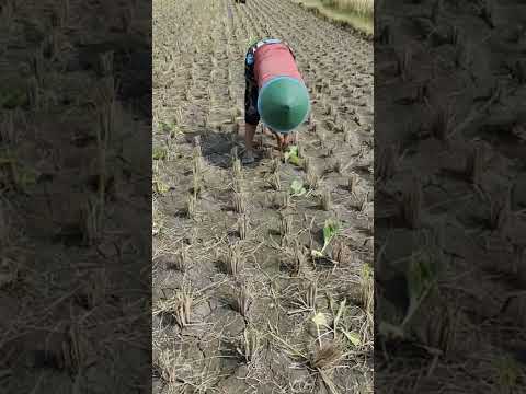 Video: Apakah Itu Ladang Menegak – Ketahui Tentang Pertanian Menegak Di Rumah