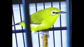 masteran pleci nembak lovebird//jernih//mudah masuk
