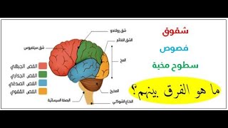 الفرق بين الشقوق والفصوص والسطوح المخية ودورها