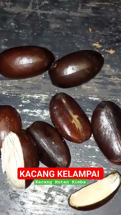 KACANG KELAMPAI - Kacang Hutan Rimba Kalimantan | #bujangsuksesss