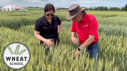 Wheat School: A stripe rust strategy for 2026 winter wheat