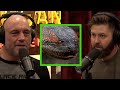 Forrest Galante on the Myth of Giant Anaconda