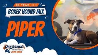 4 Y/O Boxer Hound Mix (Piper) | Best Dog Trainers In Fredericksburg