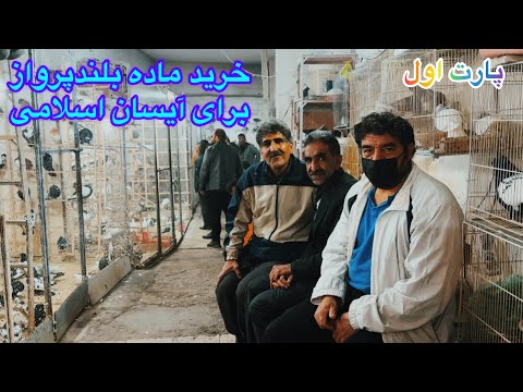 ارزان فروش ترین تور سله بلندپرواز در مشهد خرید یک فروند ماده برای آیسان اسلامی مصاحبه با اساتیدکبوتر