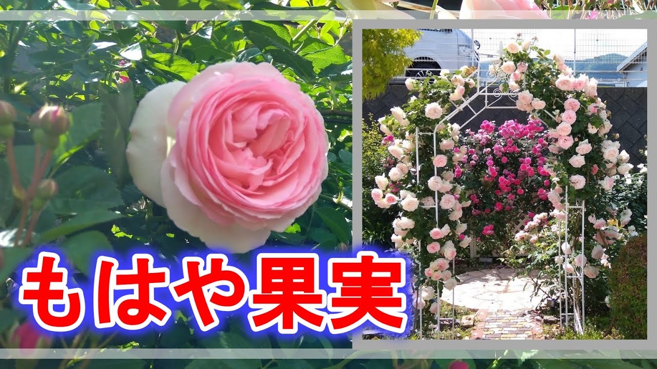 ピエール ドゥ ロンサールのアーチが満開となりました！◇綺麗に咲いた