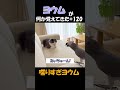 ヨウムが何か覚えてきた#120