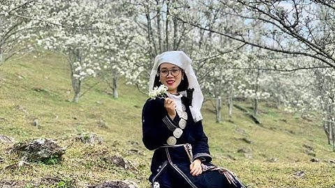 Trắng muốt mùa hoa lê ở vùng cao Tuyên Quang