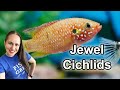 Jewel Cichlid Aquarium - Care & Breeding - Everything you need to know