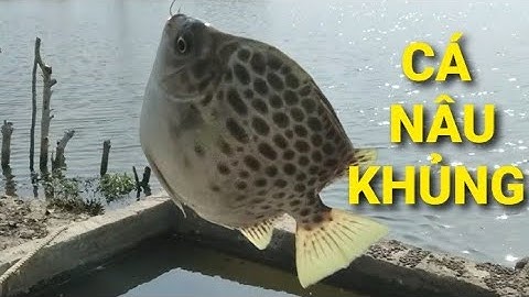 Câu cá bóng đục, câu cá nâu gập bầy cá nâu giật mỏi tay || Câu cá thiên nhiên