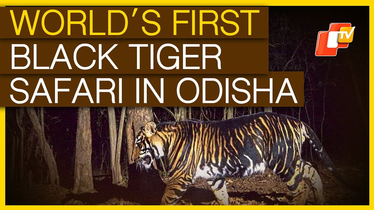 Odisha Will Soon Set Up World’s First Melanistic Black Tiger Safari In Baripada Of Mayurbhanj