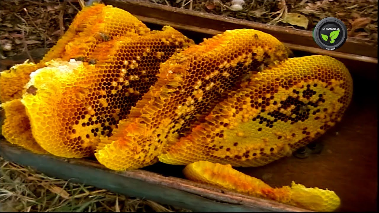 ಜೇನು ಸಾಕಣೆಯ ಒಳಗುಟ್ಟುಗಳು - ಶ್ರೀ ರವೀಂದ್ರ ಹೆಗಡೆ | Secrets of Apiculture