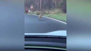 LUPO AFFAMATO INSEGUE UN CICLISTA E GUARDATE CHE FANNO QUESTE PERSONE PER SALVARLO!!