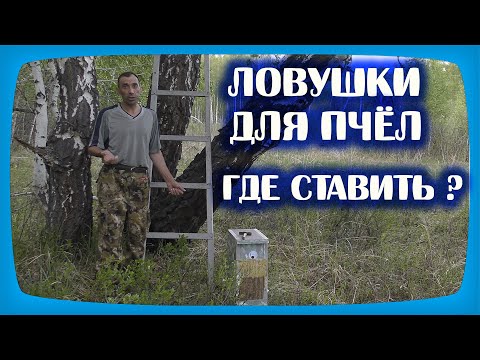 Видео: ЛОВУШКИ ДЛЯ ПЧЁЛ. ГДЕ И КОГДА СТАВИТЬ