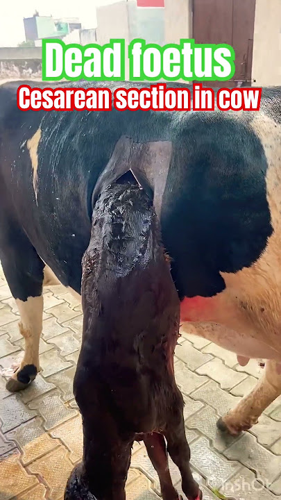 Cesarean section in cow l Dystocia l Difficulty in birth l Dr Umar Khan