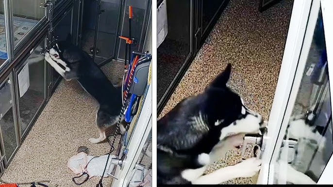 Adorable Husky Tries To Free Dogs From Animal Shelter