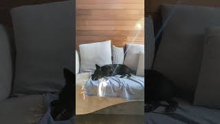 Chillaxing Schipperke: A Cozy Day on the Couch by Truffle the Schipperke 170 views 7 months ago 4 minutes, 24 seconds