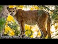 Debuting the Cougar Coexistence Video Series trailer!