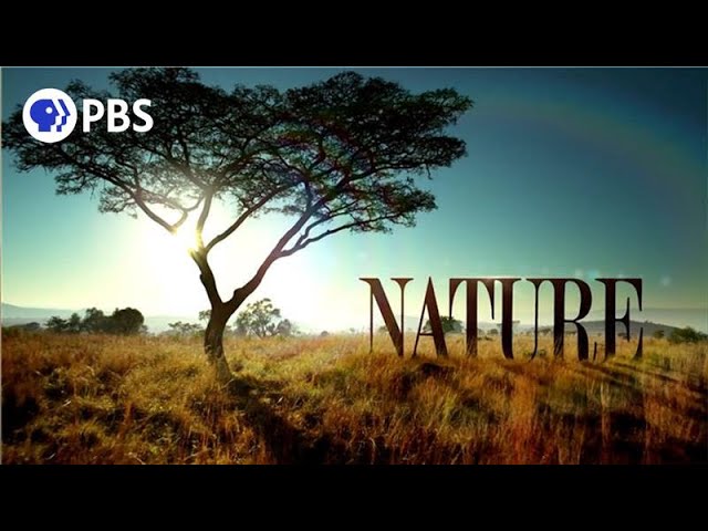 to PBS Nature -