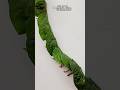 How to Make Betel Leaf Garland | Indian Ritual Decor
