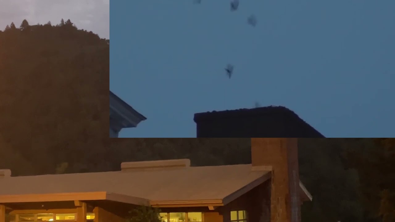 DAVID AND GARY'S SWIFT BIRD FUN