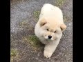 The Cutest bouncy ears EVER!!!!