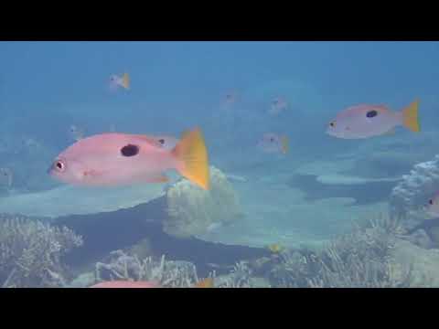 Sesame Trimaran Cruising Madagascar