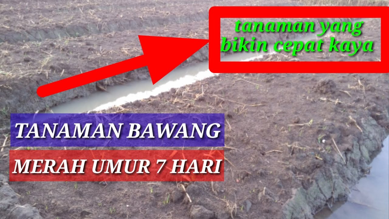 CARA TANAM BAWANG MERAH 
