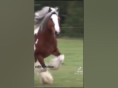 лошоди - YouTube