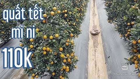 quất tháp mi ni,quất tết 2021 -2022 lh0865904222