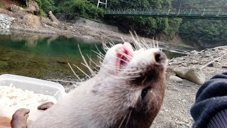 The otter’s, who loves to play in the river, holiday morning routine [Otter life Day 287]【カワウソアティ】