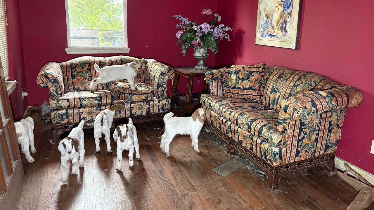⁣Luxurious Abandoned Texas Mansion FULL of Goats | Everything Still inside with BMW