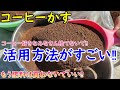 コーヒーかすの使い方が凄すぎた！捨てないで肥料として使う方法